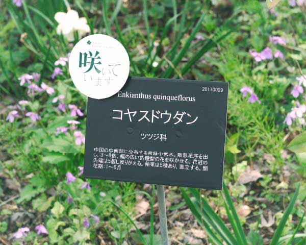 開花を知らせる植物のラベル