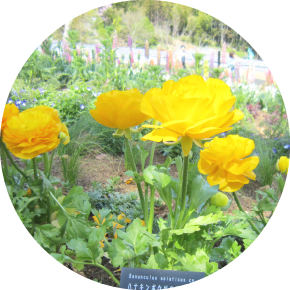 ラナンキュラス