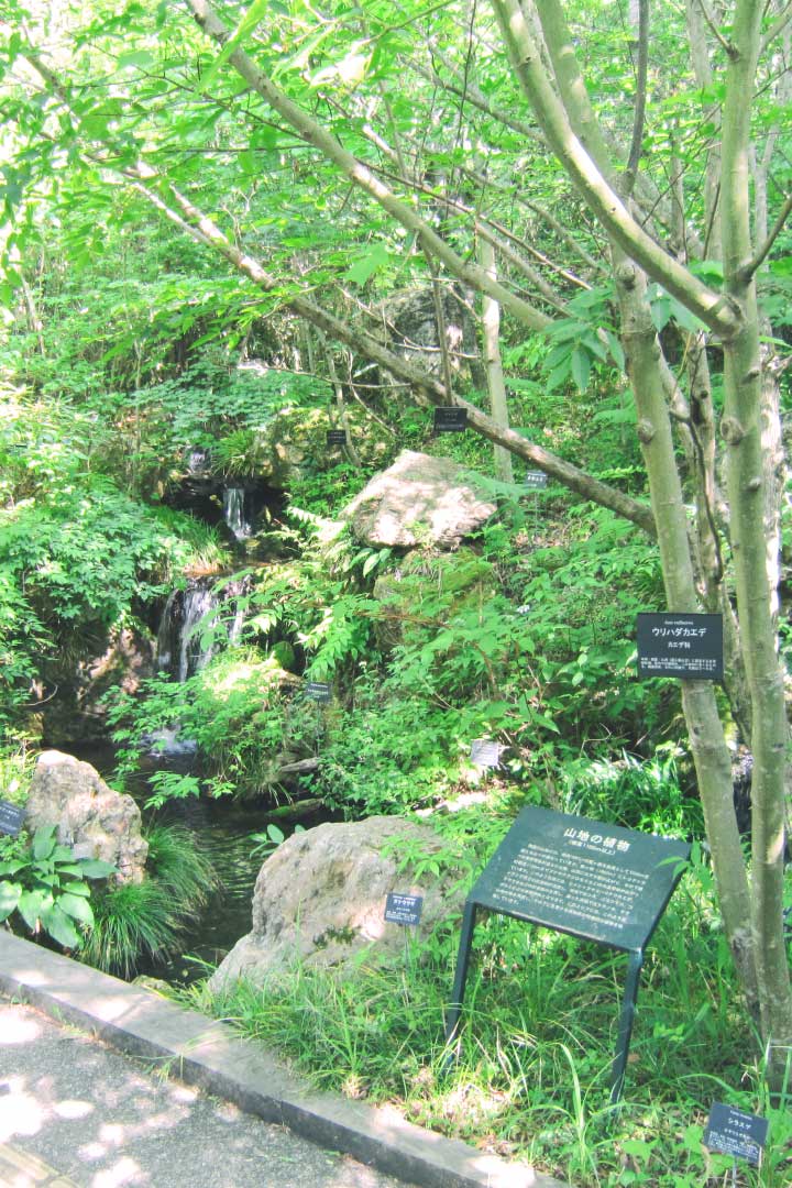 夏の「土佐の植物生態園」