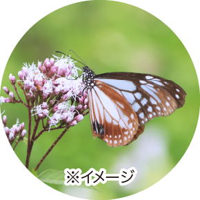 フジバカマの蜜を吸うアサギマダラ