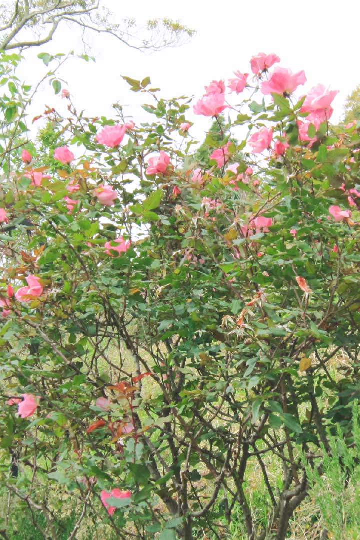 秋の「カンナ＆ローズ園」