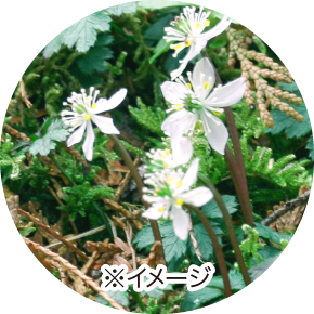 バイカオウレン