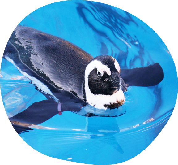 水族館で泳ぐペンギン