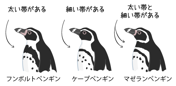 フンボルトペンギンと似ているペンギン、ケープペンギンとマゼランペンギンとの違い