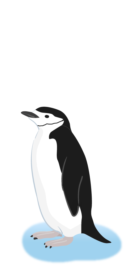 ヒゲペンギン