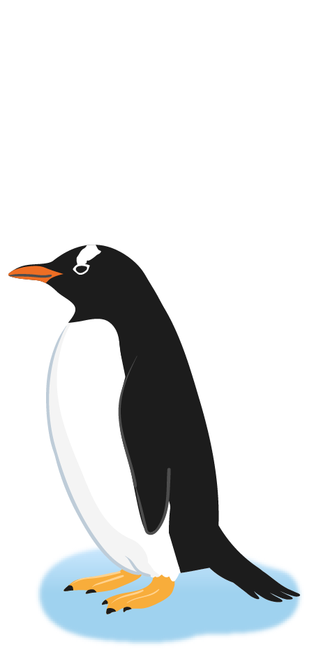 ジェンツーペンギン